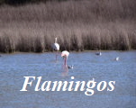 Flamingos Start